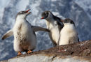 Juvenile Gentoos - Port Lockroy